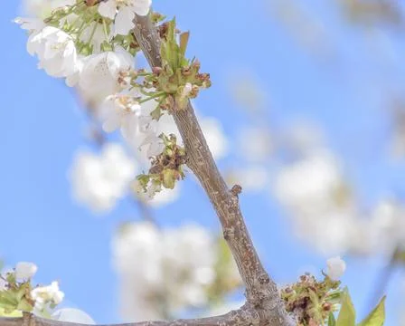 Spring bumble bee on cherry blossom blue background sky pink flowers blooming. Stock Photos