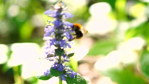 The Spring bumblebee Stock-Footage 108349161