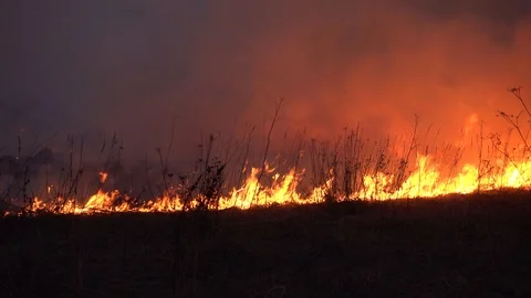 Spring burning of grass. Fire on the dry grass at night, Russia. 4K Stock Footage 123575058
