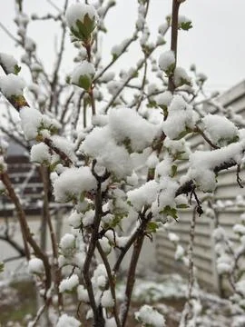 A spring bush with emerging leaves covered in snow after a sudden temperature Stock Photos