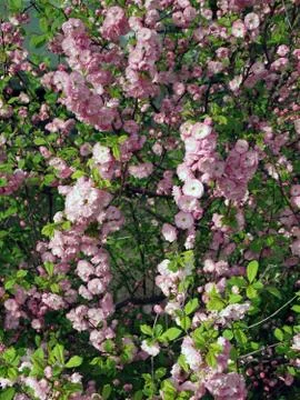 Spring bush with flowers Stock Photos