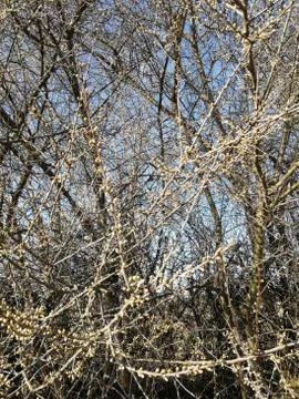 SPRING on the BUSH Stock Photos