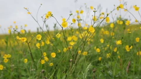 Spring buttercup flower field cloudy post rain Stock Footage 141810969