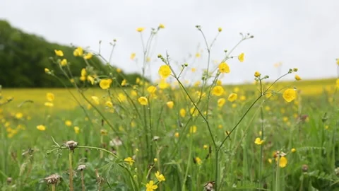 Spring buttercup flower field cloudy post rain medium shot Stock Footage 141813304
