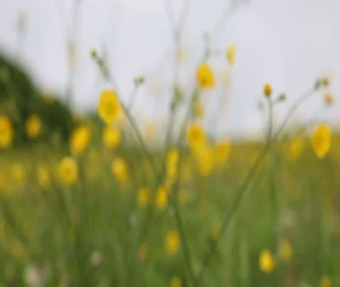 Spring buttercup flower field post rain close up Stock Footage