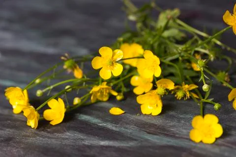 Spring buttercups flower Stock Photos