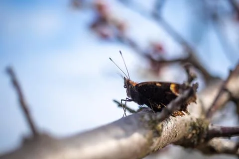 Spring butterfly on blooming fruit tree close-up view with blue sky backgroun Foto stock