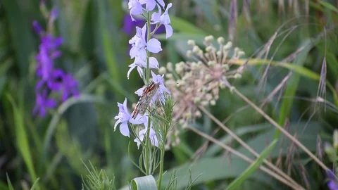 Spring butterfly close up on a white flower among the grass Stock Footage 111288394