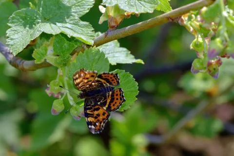Spring butterfly feasts on sweet nectar on a flowering currant bush Stock Photos