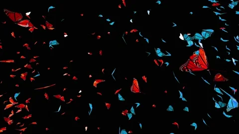 Spring Butterfly, Monarch Butterfly Swarm Stock Footage