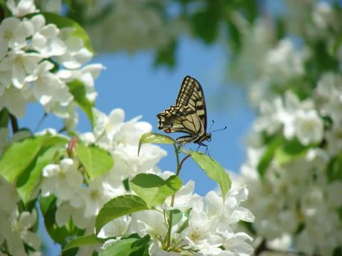 Spring Butterfly Stock Photos