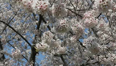 Spring butterfly tree Stock-Footage 11019655