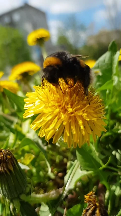 Spring Buzz - Bumblebee on Yellow Dandelion Stock Footage 296076002