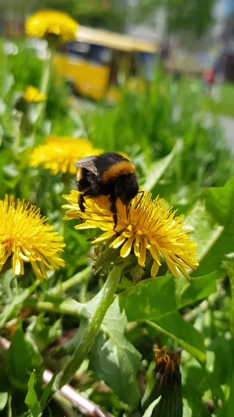 Spring Buzz - Bumblebee on Yellow  Dandelion Stock Footage 296076005