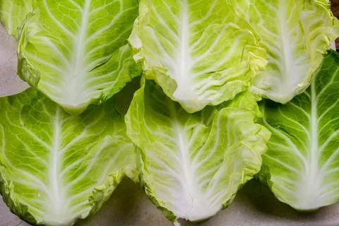 Spring cabbage leaves forming a background. Foto stock
