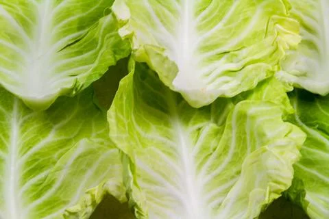 Spring cabbage leaves forming a background. Foto stock