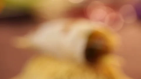 Spring cake, pancake and cabbage (1) Stock Footage 202260497