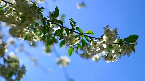 Spring came in 2018 Stock Footage 88784722