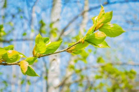 Spring came! Stock Photos