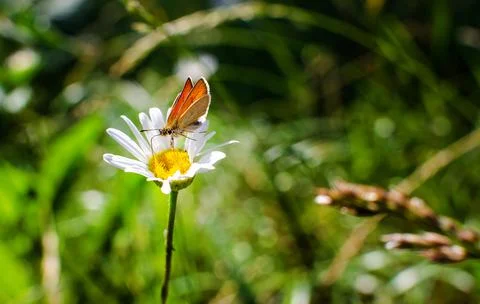 Spring camomile daisy flowers field with flying blue butterflies Stock Photos