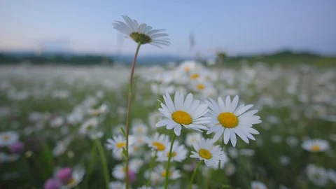 Spring camomile flowers. 库存影片 121411197