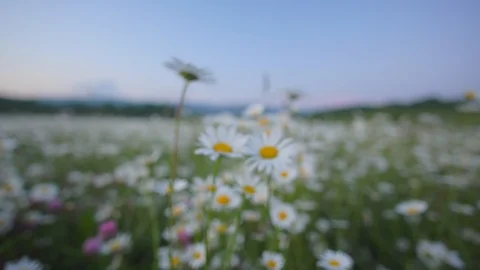 Spring camomile flowers. Stock Footage 121411321