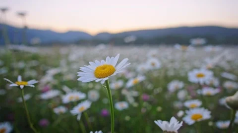 Spring camomile flowers.  Stock Footage 126566301