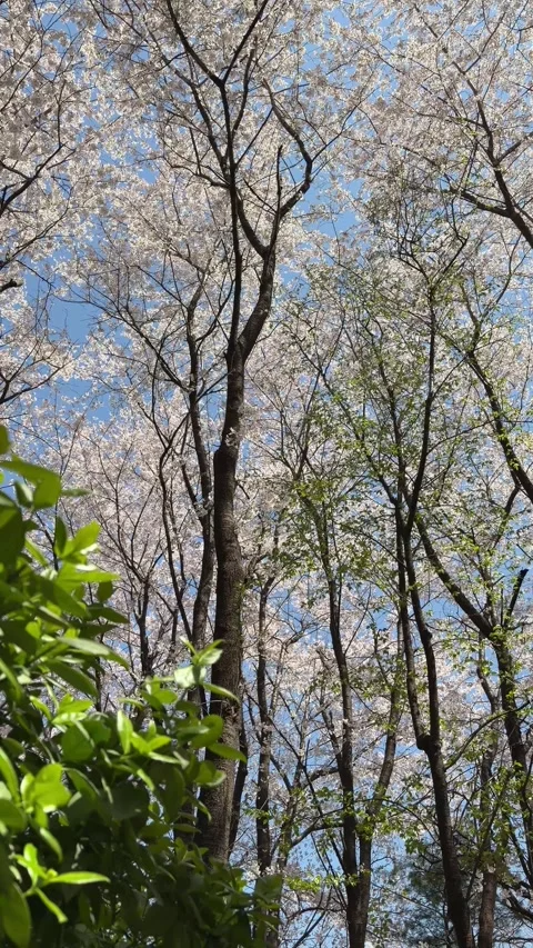 Spring Canopy with Cherry Blossoms and Tall Green Trees Stock Footage 337562610