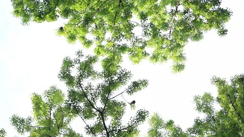 Spring Canopy Panning Clip Stock Footage 92603843