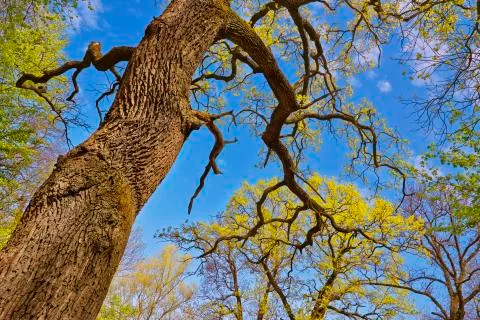 Spring canopy Stock Photos