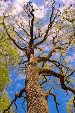 Spring canopy 스톡 사진