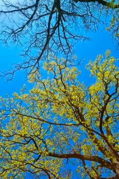 Spring canopy Stock Photos