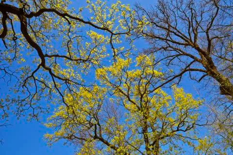 Spring canopy Stock-Fotos