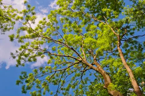 Spring canopy Stockfoto's