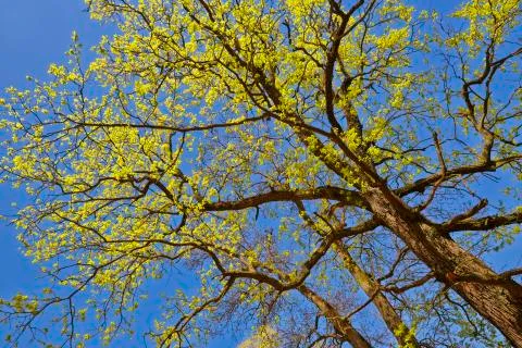 Spring canopy Foto stock