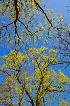 Spring canopy Stock Photos