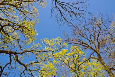 Spring canopy Stock Photos
