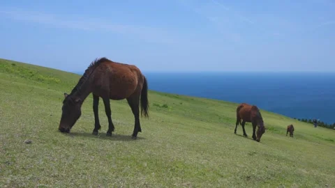 Spring at Cape Toi and the Misaki Horses Video stock 332464829