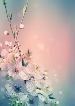 Spring card background Stock Illustration