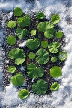 Spring card with green Leaf of   geranium on   background with snow Stock Photos