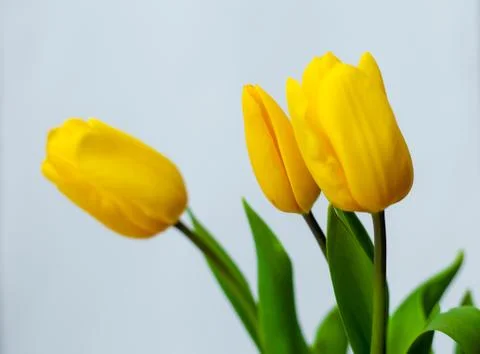 Spring card. Isolated background Stock Photos