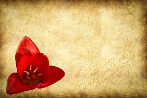 Spring card on old paper Ilustración de archivo