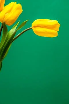 Spring card. Stock Photos