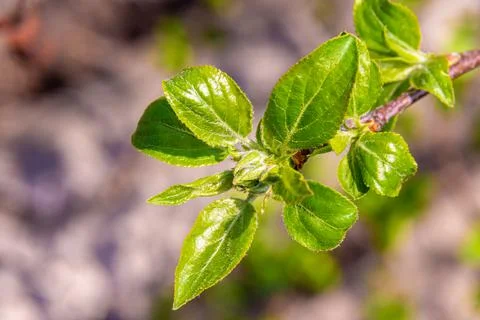 Spring care of apple tree, time of feeding and protecting young shoots before Stock Photos