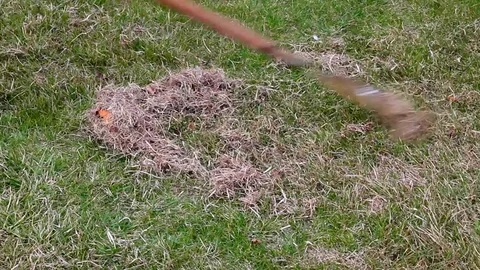 Spring care for lawn, manual combing of dry grass with rake. Stock Footage 79738832