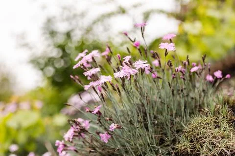 Spring carnation on the slopes Stock Photos