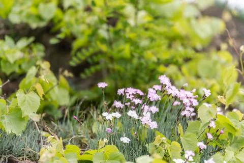 Spring carnation on the slopes Stock Photos