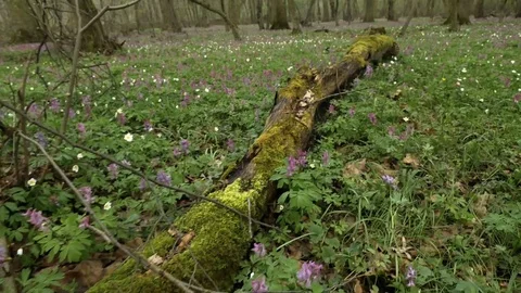 Spring carpet of forest flowers recorded moving camera Stock Footage 80520147