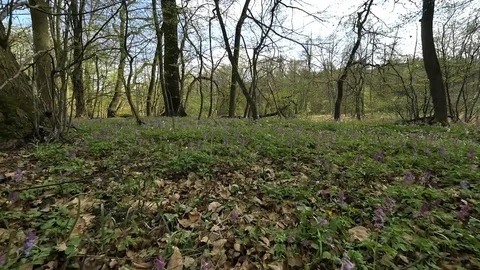 Spring carpet of forest flowers recorded moving camera Stock Footage 80520986