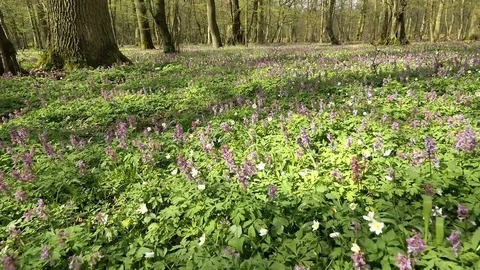 Spring carpet of forest flowers recorded moving camera Stock Footage 80521970